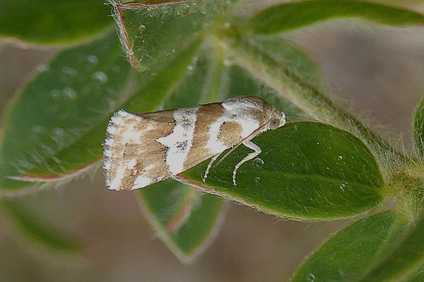 Eublemma elychrysi, Erebidae